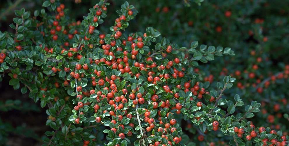 Cotoneaster