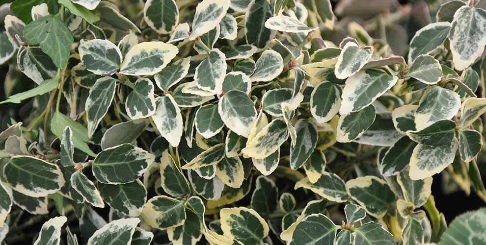 Euonymus