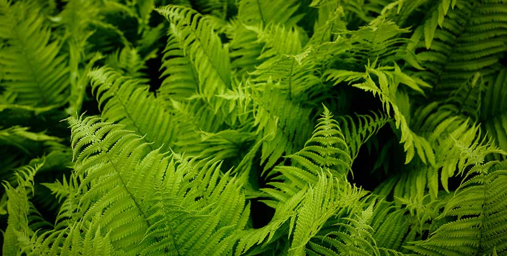 Ferns