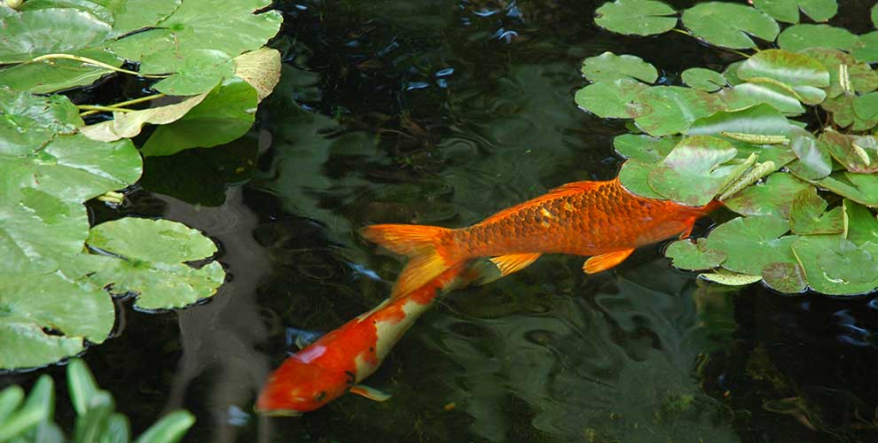 Fishpond Fishpond