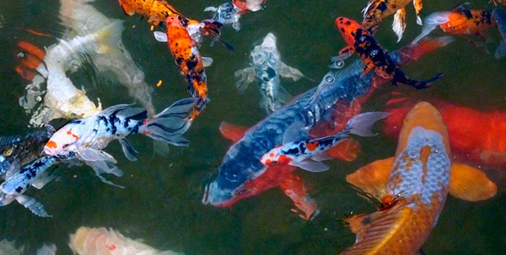 Pond fish Pond fish